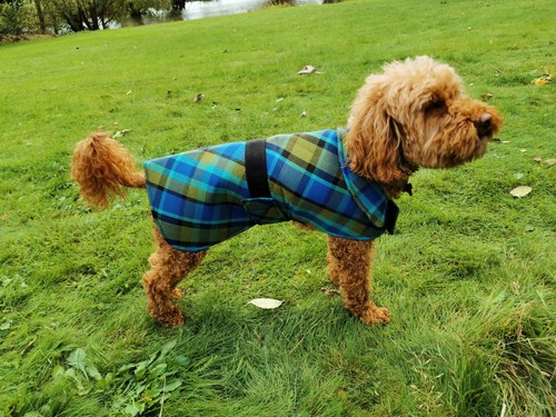 Nla westfalia blue - plaid, dog