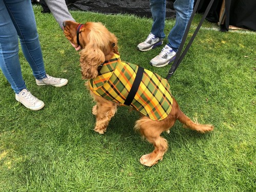 Nla westfalia yellow plaid - nla,