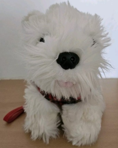 Westie west highland terrier - westie,