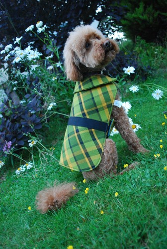 Nla westfalia green plaid dog - plaid,