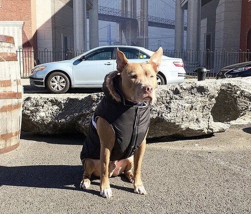 Waterproof dog coat parka - waterproof,