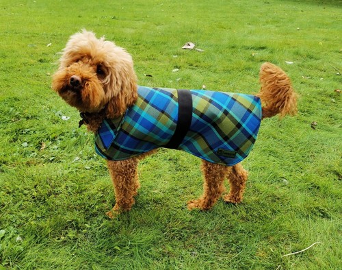 Nla westfalia blue plaid - nla, dog