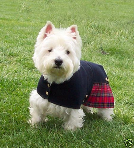 Kilt coat royal - coat,