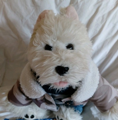 Bab westie white - white, highland