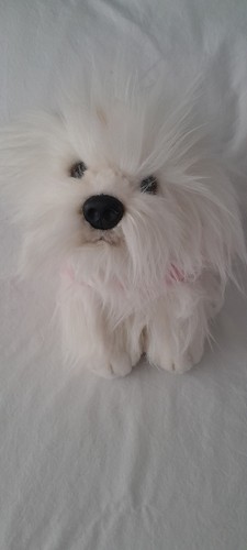 Elc white dog - dog, puppy