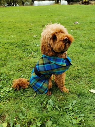 Nla westfalia blue plaid - blue, dog